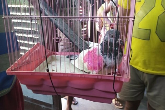 Pak villager claims to be owner of 'spy' pigeon captured in J-K
