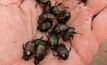  Dung beetle populations require re-building in south-east Australia after recent heavy flooding. Picture courtesy Russ Barrow.