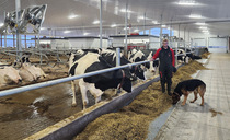 Young farmers take on two dairy farms
