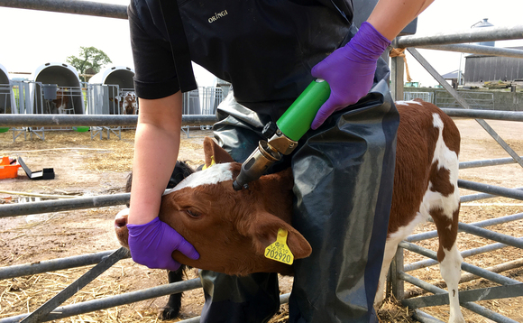Does sedation during disbudding affect calf growth rates?