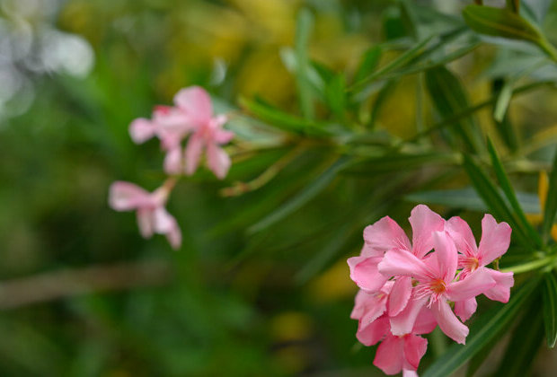 Abu Dhabi bans oleander to safeguard public health