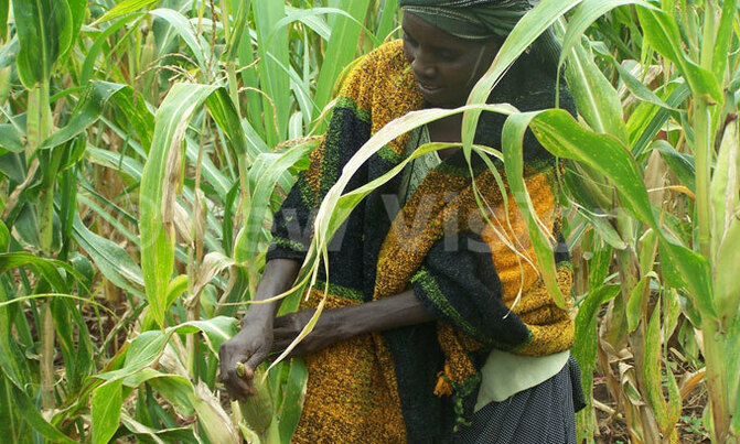 Food harvest improves as farmers contain army worm Food harvest improves as farmers contain army worm