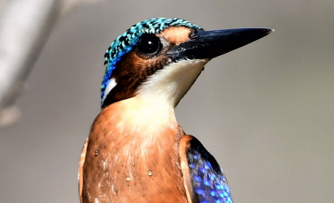 WAF shares should be flying given quality of operations and gold price