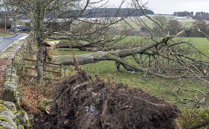 Storm Arwen devastation sees 2,000 trees felled on one farm