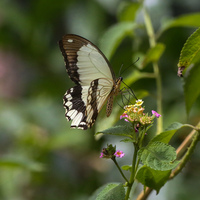 TANZANIA-ZANZIBAR-BUTTERFLY SANCTUARY