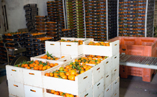 'Without action, these could be the good years': A quarter of UK food imports come from regions most exposed to El Niño impacts