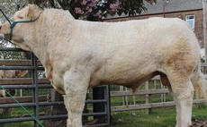 Charolais bulls sell to £10,000 in online auction