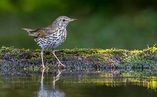 Record number of UK farmers participate in Big Farmland Bird Count