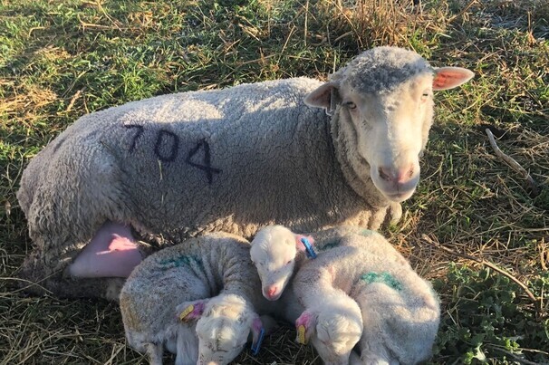 Each individual sheep’s resilience was measured through a standard vaccine challenge, where all animals receive the same vaccine to assess differences in their immune response.