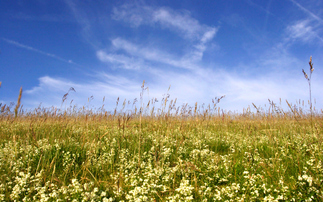 'Major blind spot': Supply chains depleting grasslands and wetlands four times faster than forests