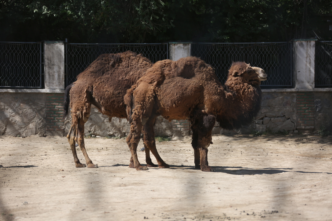 AFGHANISTAN-KABUL-ZOO
