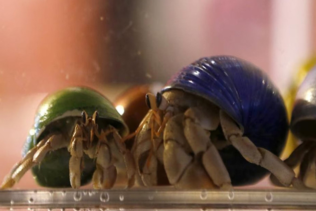 Japan: Three Chinese men arrested for smuggling protected hermit crabs into suitcases