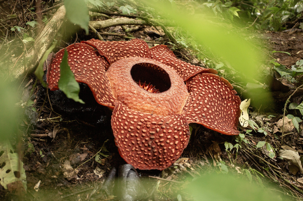 INDONESIA-WEST SUMATRA-RAFFLESIA-EDUCATION