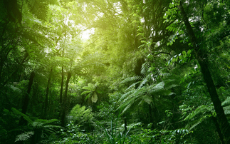 Is it a SINS? More than $1tr of GDP in Europe, China, and US at risk from deforestation, study warns