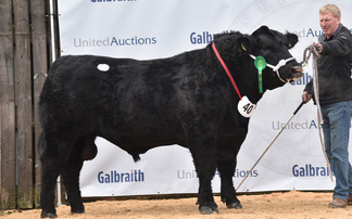 Stirling bull sales: Aberdeen-Angus peak at 18,000gns