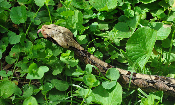 Gaboon viper at Entebbe gives birth to 15 Gaboon viper at Entebbe gives birth to 15