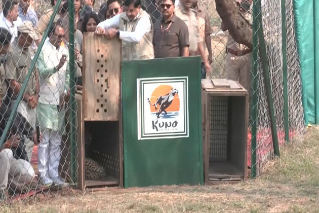 MP CM Mohan Yadav releases two female cheetahs into wild at Kuno National Park