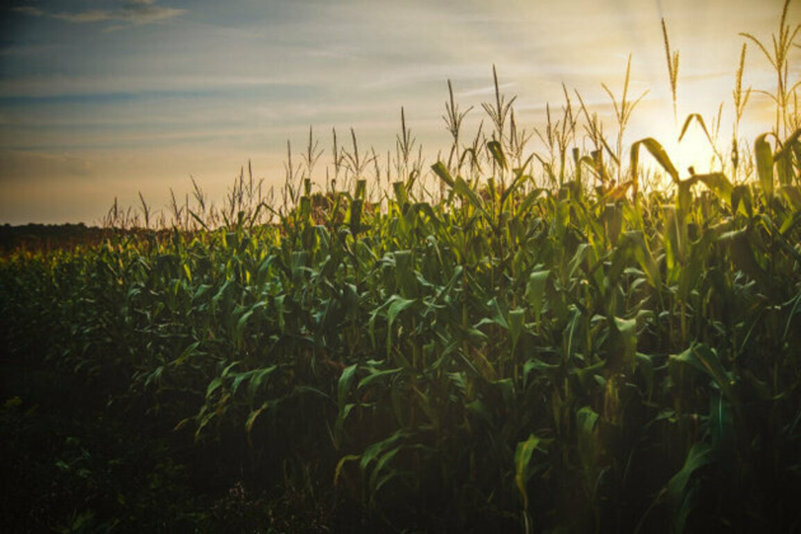 Corn Exports from Bulgaria Plunge Nearly Fourfold in Three Years