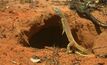  KLL have to ensure Greater bilby habitats like this one are protected