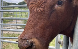 Bluetongue: Farmers report worrying rise in cases of abortion and birth defects in calves