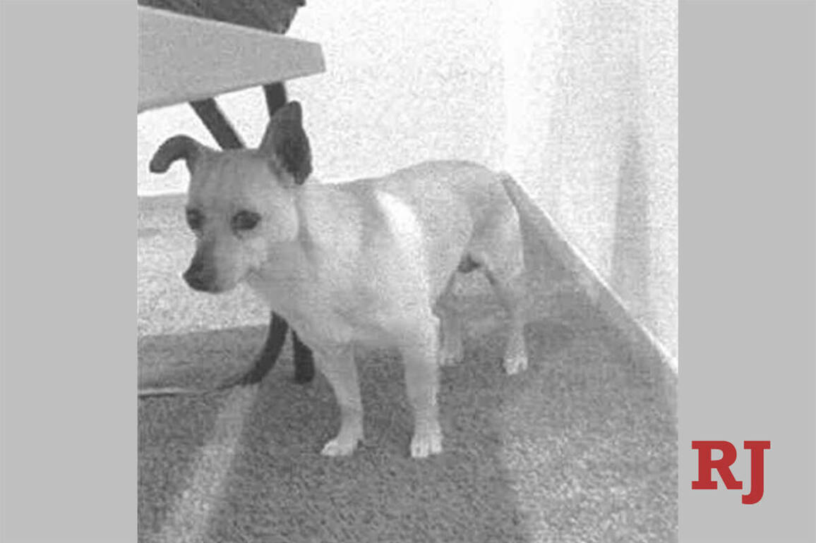 Man accused by police of throwing dog in dumpster