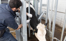 Farmers face financial strain over APHA TB compensation error 