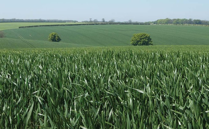 Top tips for maximising wheat yields with micronutrients