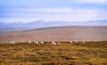 No order granted to destock livestock on Dartmoor, commoners say