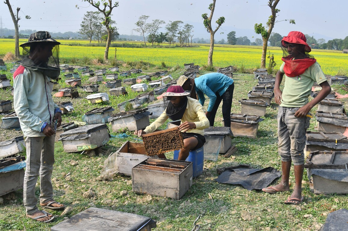 INDIA-ASSAM-BEE-KEEPING