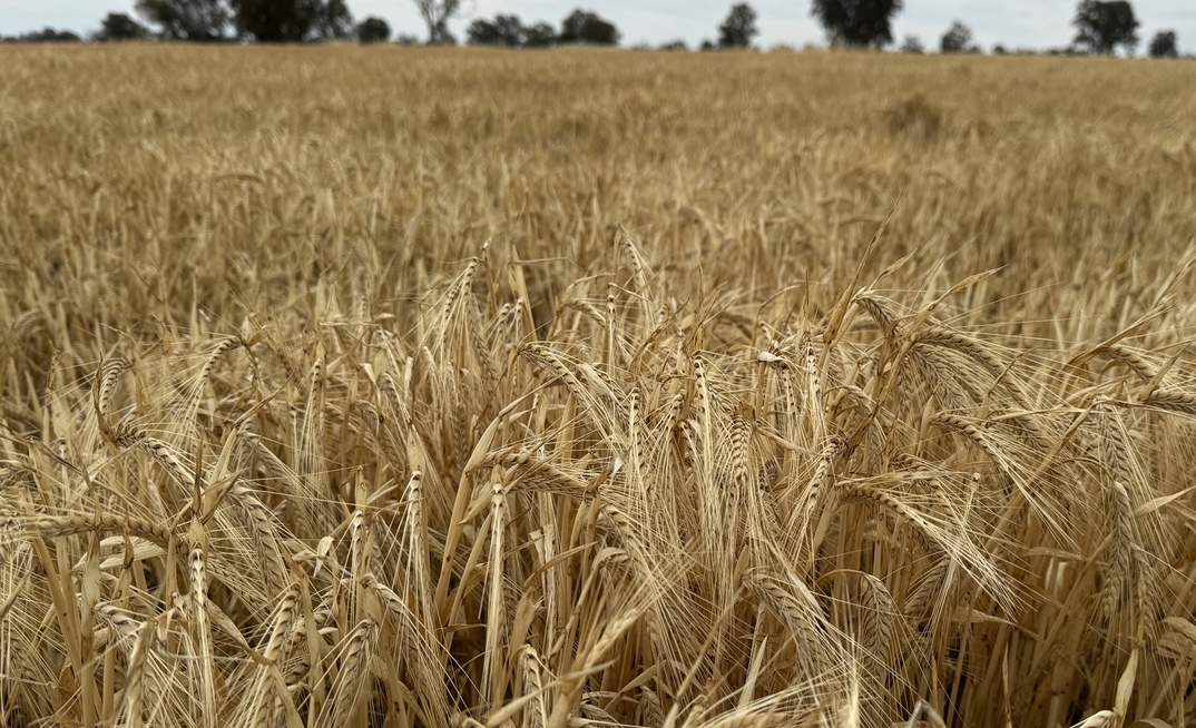 WA is set to produce over 20Mt of grain again this season, according to GIWA.