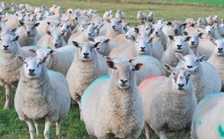 First bluetongue case reported in Essex and Kent