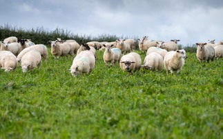 Vaccination best line of defence against bluetongue, vet advises 