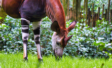  Okapi took its from an African animal to reflect its original DRC focus