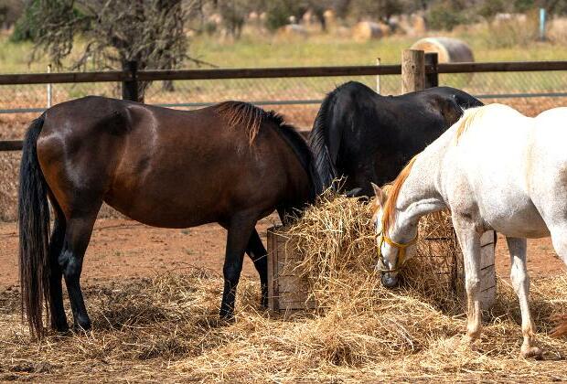 Oklahoma rodeo company blames tainted feed for deaths of 70 horses