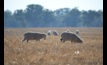  Enhancing and strengthening Indigenous engagement could be key in the growth of Australian agriculture. Photo Mark Saunders.