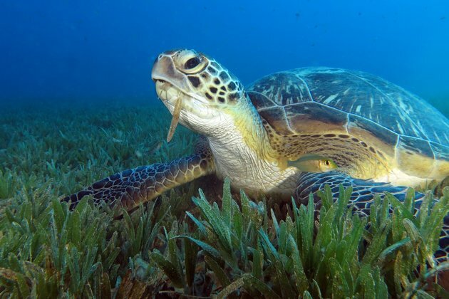 As seas get warmer, tropical species are moving further from the equator