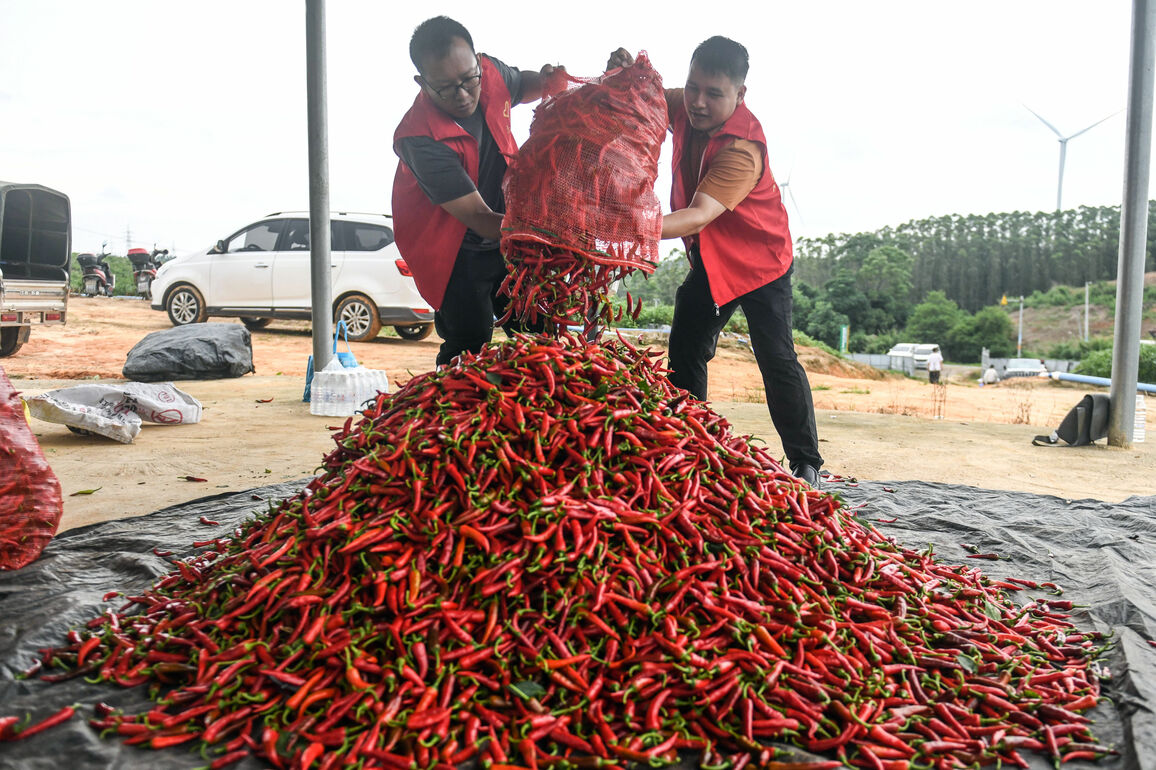 CHINA-GUANGXI-QINZHOU-CHILI PEPPER-HARVEST (CN)