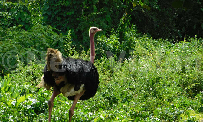 Ostriches have the mother of all kicks Ostriches have the mother of all kicks