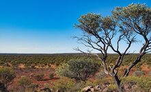 Latitude off to good gold start with Laverton Dogs