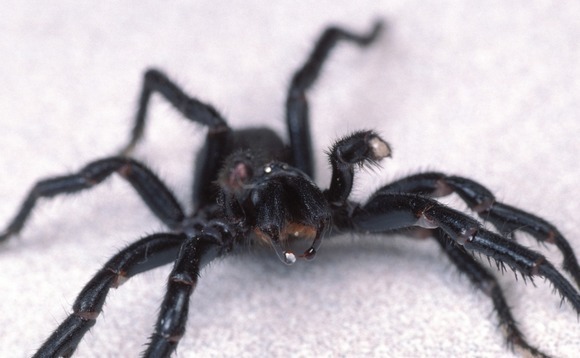 Australian start-up wins backing for spider venom drug
