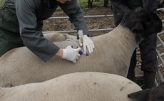 SHEEP: Losses associated with sheep handling and routine treatments   