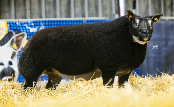 Badger Face Texels top at £6,700 in online sale of pedigree sheep from the Woodies flock