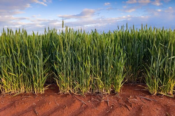 GIWA estimated WA's crop production at 22.66mt, but added the current potential was at least equal to 2025.