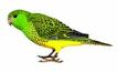 Night Parrot no hindrance for FMG