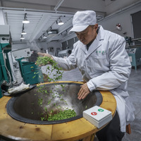 (ZhejiangPictorial)CHINA-ZHEJIANG-HANGZHOU-SPRING TEA-HARVEST(CN)