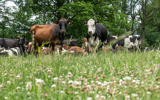 Waitrose ups unhomogenised milk production as demand soars