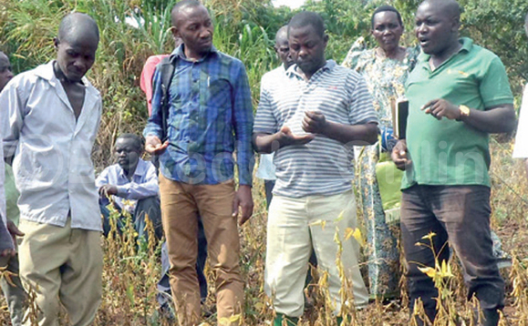 Abalimi ba ssoya e Kiboga nga bayiga engeri gy’alimibwa. Abalimi ba ssoya e Kiboga nga bayiga engeri gy’alimibwa.