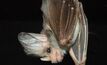 The threatened ghost bat is not likely to hold up Rio Tinto's proposed West Angelas expansion.