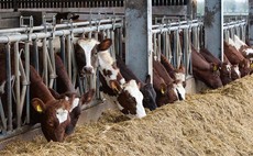 Ayrshire herd providing the milk