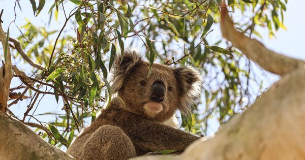 Koalas, climate change used to challenge Hail Creek expansion